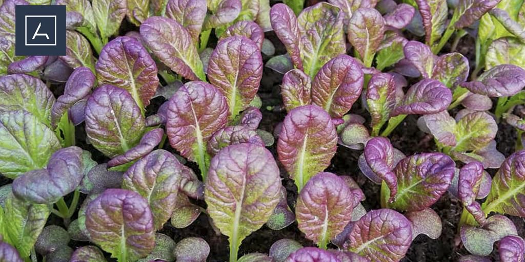 Campos de producto para la cocina y los platos de Atalaya.
#CocinaProducto
#HuertoAtalaya
#PasaEnAtalaya