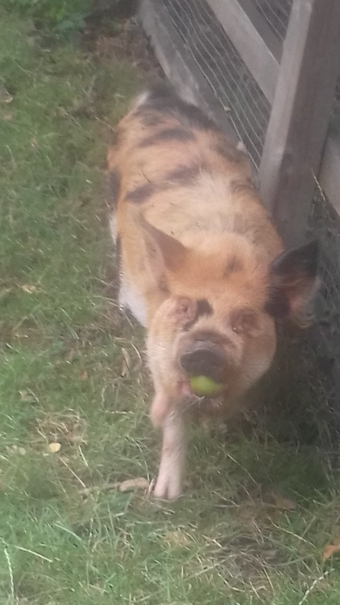 AxelinaPro's tweet image. Some pics of the lovely animals at @Freightcityfarm today :-) #KuneKune #DexterCow #sheep #piggy #CityFarm #Islington #London