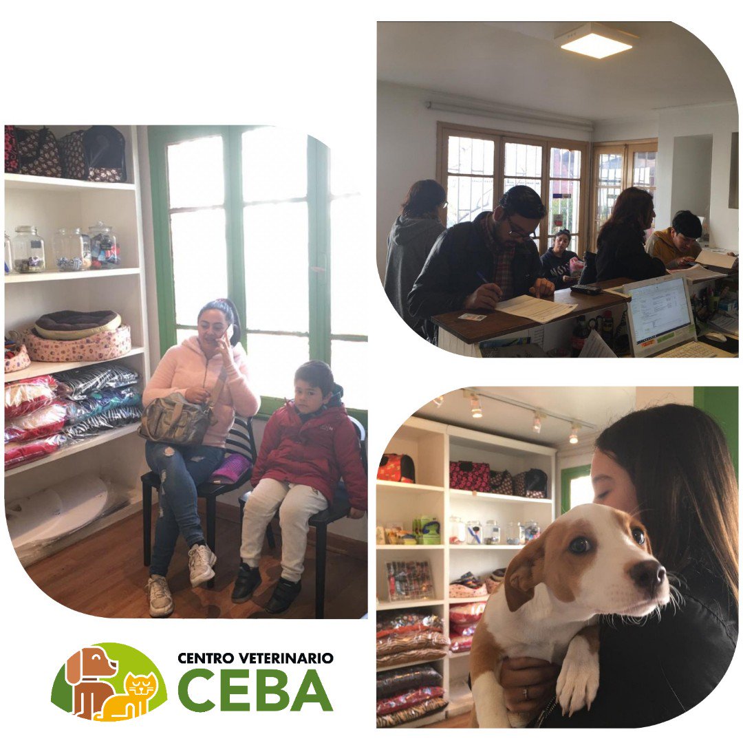VetCeba's tweet photo. Hoy tuvimos operativo especial con un total de + 40 pacientes esterilizados y con implante de Microchip. 
Gracias a todos por su paciencia! @Muni_provi
@MascotaGob @fundCeba #CentroVeterinarioCeba #Providencia #TenenciaResponsable #MascotaProtegida https://t.co/rvlCRNnsnI