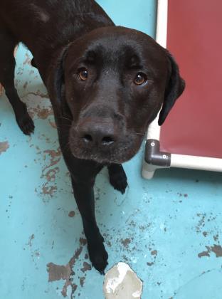 CutePetsCHA's tweet photo. Hey! I'm Milo. I am an altered male labrador retriever/great pyrenees mix. https://t.co/4x0CDqZpxR https://t.co/dSgALADj31