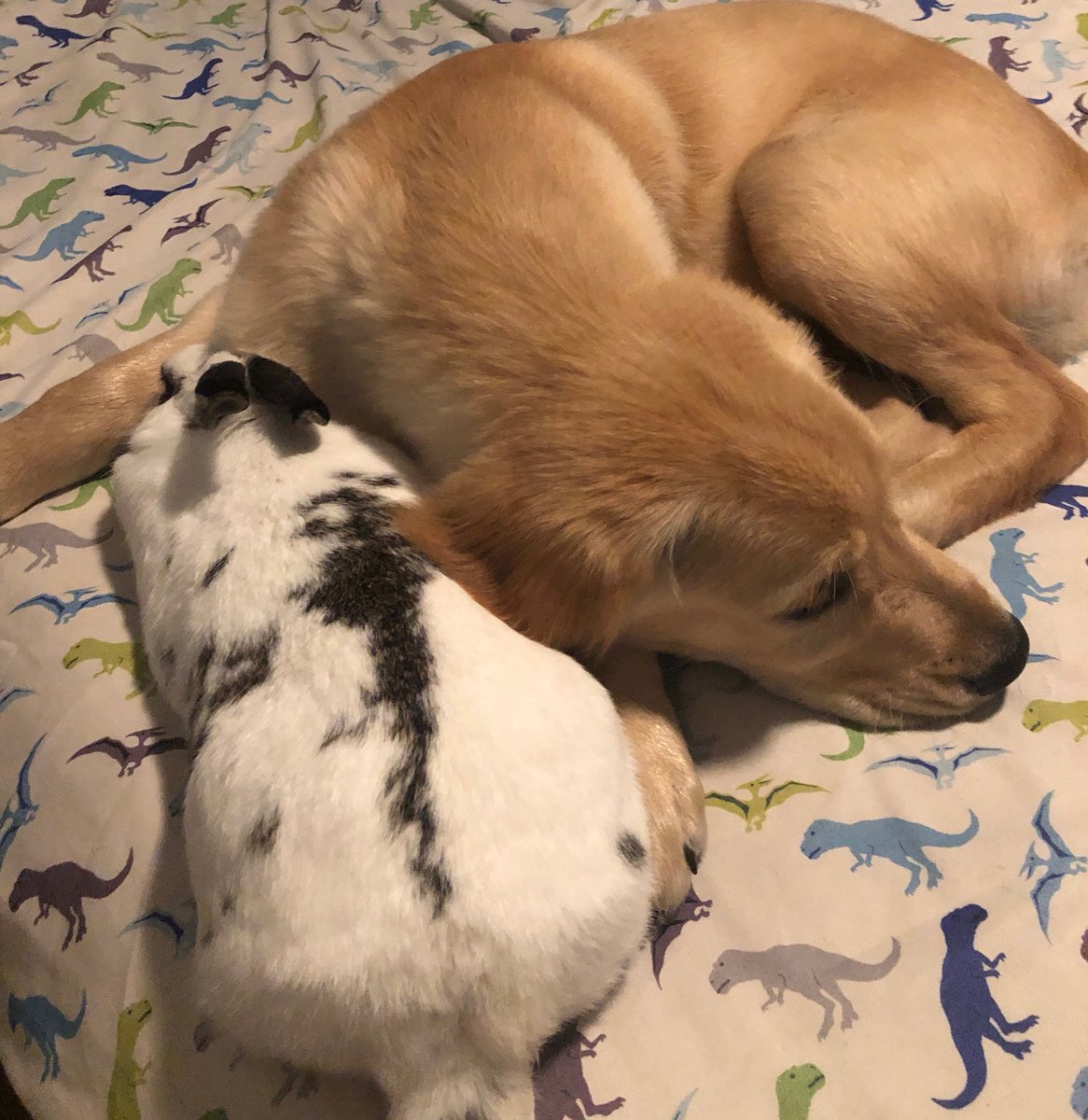 delawarecentral's tweet photo. Thanks for bunny-sitting, Benji! @delawarecentral #developingempathy #loveourcommunity https://t.co/F303CI60bH