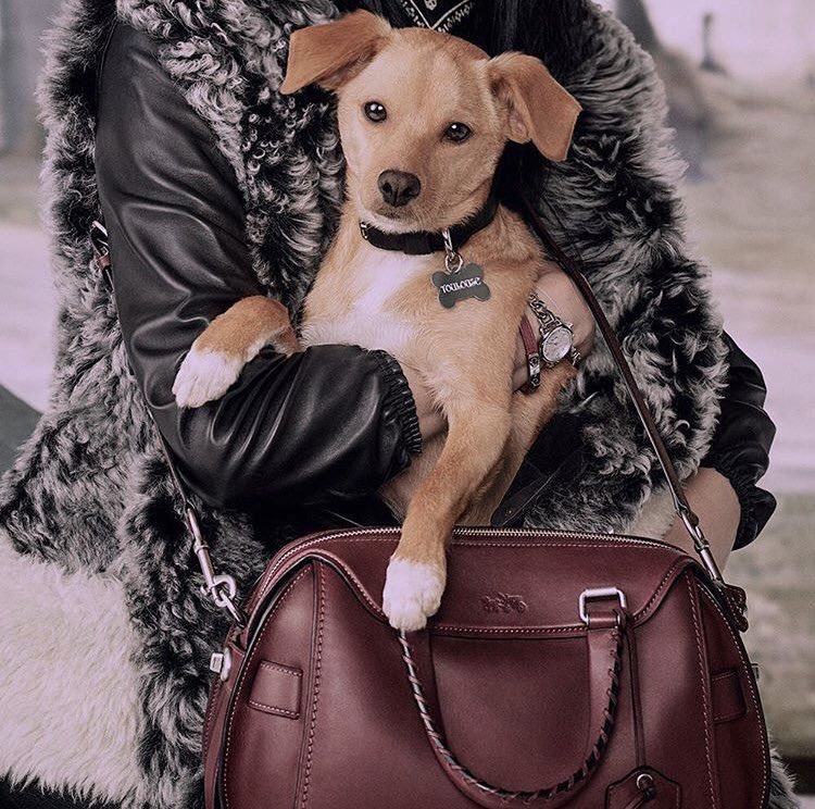 throwbackagb's tweet photo. Ariana via Instagram 4 years ago today ‘sooooo I wasn't kidding. @coach #coachpups I'm so incredibly excited to have my lil baby Toulouse starring in the Coach Pups campaign and to partner with Coach in efforts to protect pups from cruelty and harm.’ (28th July 2015) https://t.co/2qb0kqyXRx