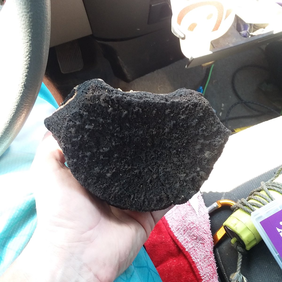 Swamp_Kritter's tweet image. Nice big whale vert we found in a new spot today. #fossils #fossilcollecting #swampkritter #NorthCarolina