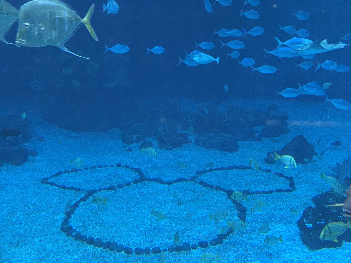 DisDreamGirls's tweet photo. The seas are so tranquil... #hiddenmickey #theseas #epcotlive #disney #wdw #epcot https://t.co/C9LfoQdH4K