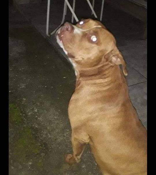 costanhas's tweet photo. Boa tarde, gente. Nosso amigão Thor fugiu ontem no bairro do Engenho. Se alguém o viu ou tem informações, por favor entrem em contato! https://t.co/U60l4X3XAj