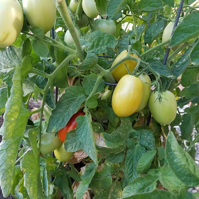SeedsinDirt's tweet photo. Roma tomatoes are starting to ripen... https://t.co/LXu3qynKbi