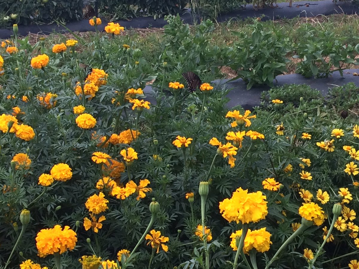 Kris Eshleman tweet media