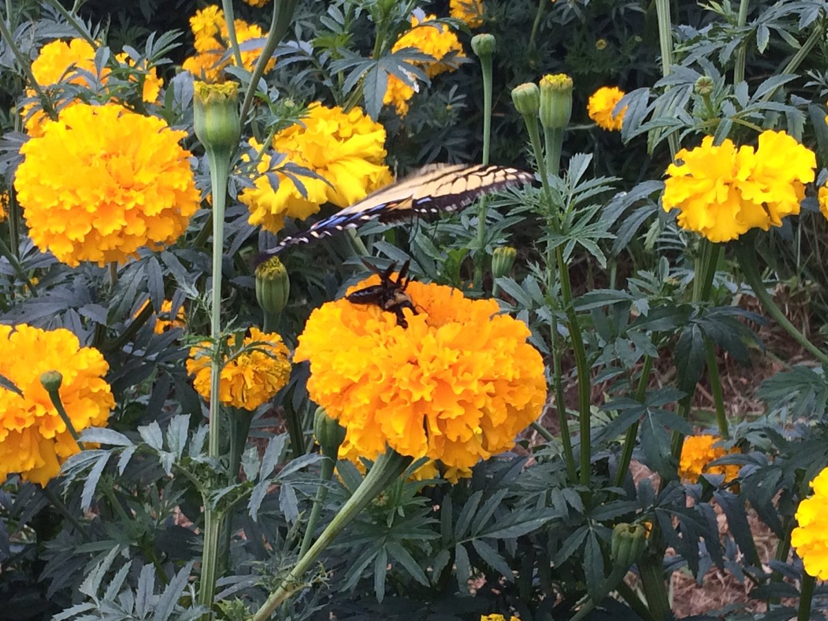 Kris Eshleman tweet media