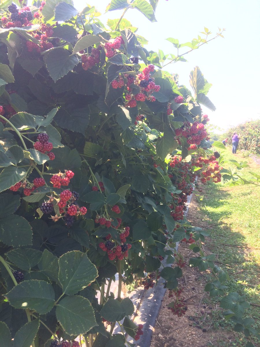 Kris Eshleman tweet media