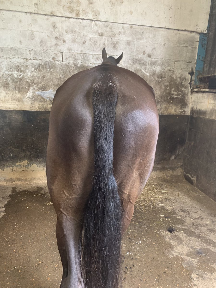 A good tail pull really can enhance the butt view of a horse. Thanks <a href="/Smart_Grooming/">Smart Grooming</a> for the tail rake, best invention ever! Available from <a href="/equissimo/">Equissimo</a>. Everyone should have one !! #tail #pretty #horsebutt #buttappreciation <a href="/ShowJumpingHr/">#ShowJumpingHour 🏇</a> <a href="/HorseBloggers_/">#HorseBloggers</a> @HorseChatHour <a href="/riderhour/">#RiderHour</a>