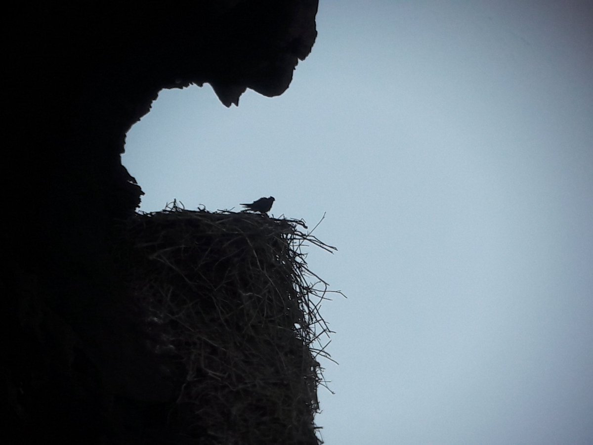 Ended todays census with views of an Eleonara's Falcon preening on an Osprey nest.   #EF2019 [27/n]