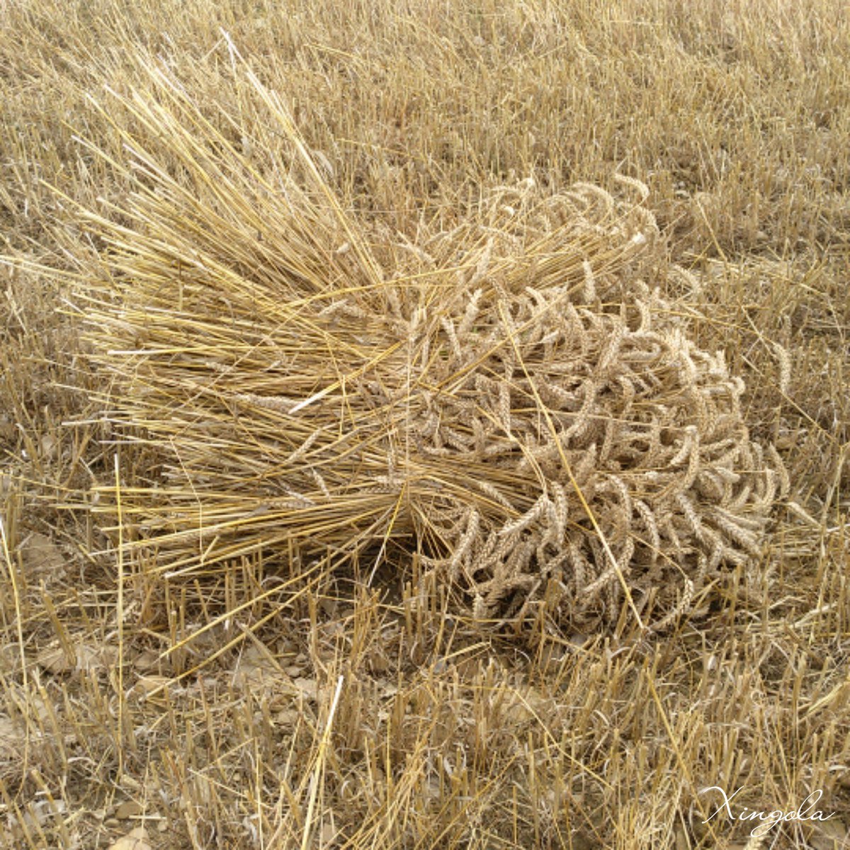 XingolaUsurbil's tweet photo. (1) Getze Ibargoitin XXII. gari-jotzearen eguna...
#getze #ibargoiti #getzeibargoiti #garia #garijotzea #nafarroa #euskalherria #basquecountry #ondarea #nekazaritza https://t.co/bKNoocp2F1