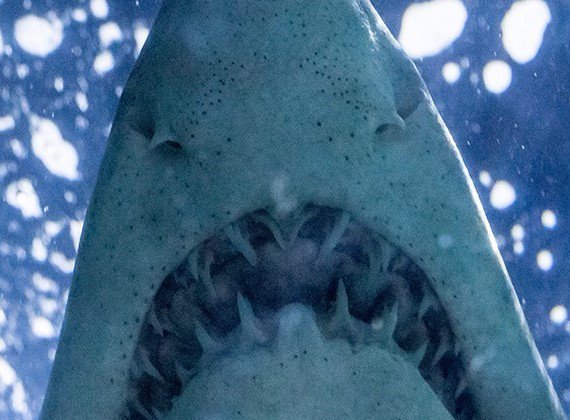 CLEeastZTA's tweet photo. It's Shark Week 🦈 What better way to celebrate than to visit our very own Greater Cleveland Aquarium for Fin Fest! Grab your ZTA sisters or bring the family... #CLEeastZTA #ZTA #SharkWeek #FinFest #ClevelandFun #ThisisCLE #cleaquarium
https://t.co/uckpaoT5iZ https://t.co/do9RmYiIhM