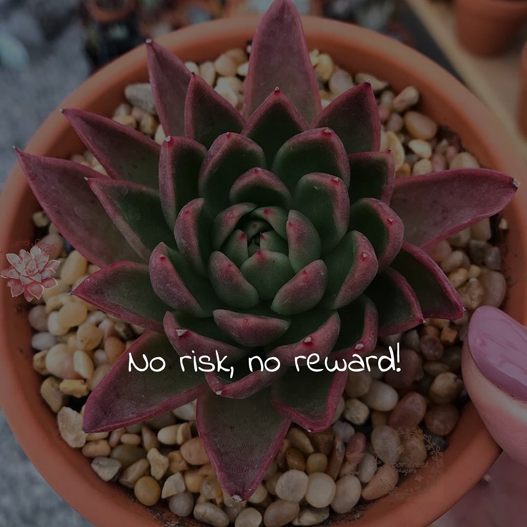 #no #risk, no #reward #succulents #success #quotes @ArborCreekNiag - Like for more success - Follow us for more success quotes @SucculentsSucc1