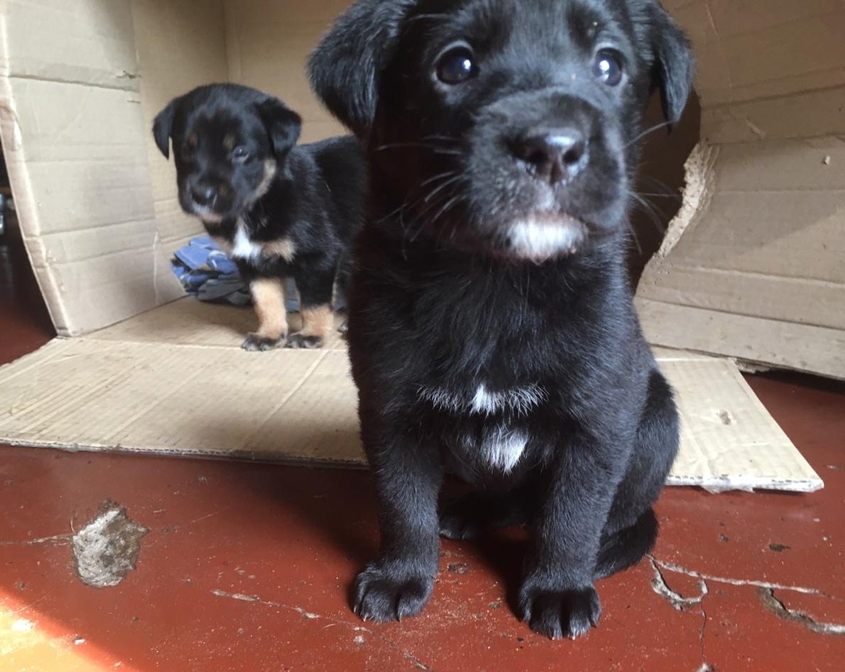 catiparpa's tweet photo. ¡Buenas! 

Una vez más, vuelvo para solicitar ADOPCIÓN RESPONSABLE. Muna tuvo cría de nuevo y los cachorritos van a necesitar un hogar dentro de 12 días 🥰❤

🐶Son 7: 2 hembras y 5 machos.

¡Agradezco difusión! https://t.co/hwDQ0TQOyp