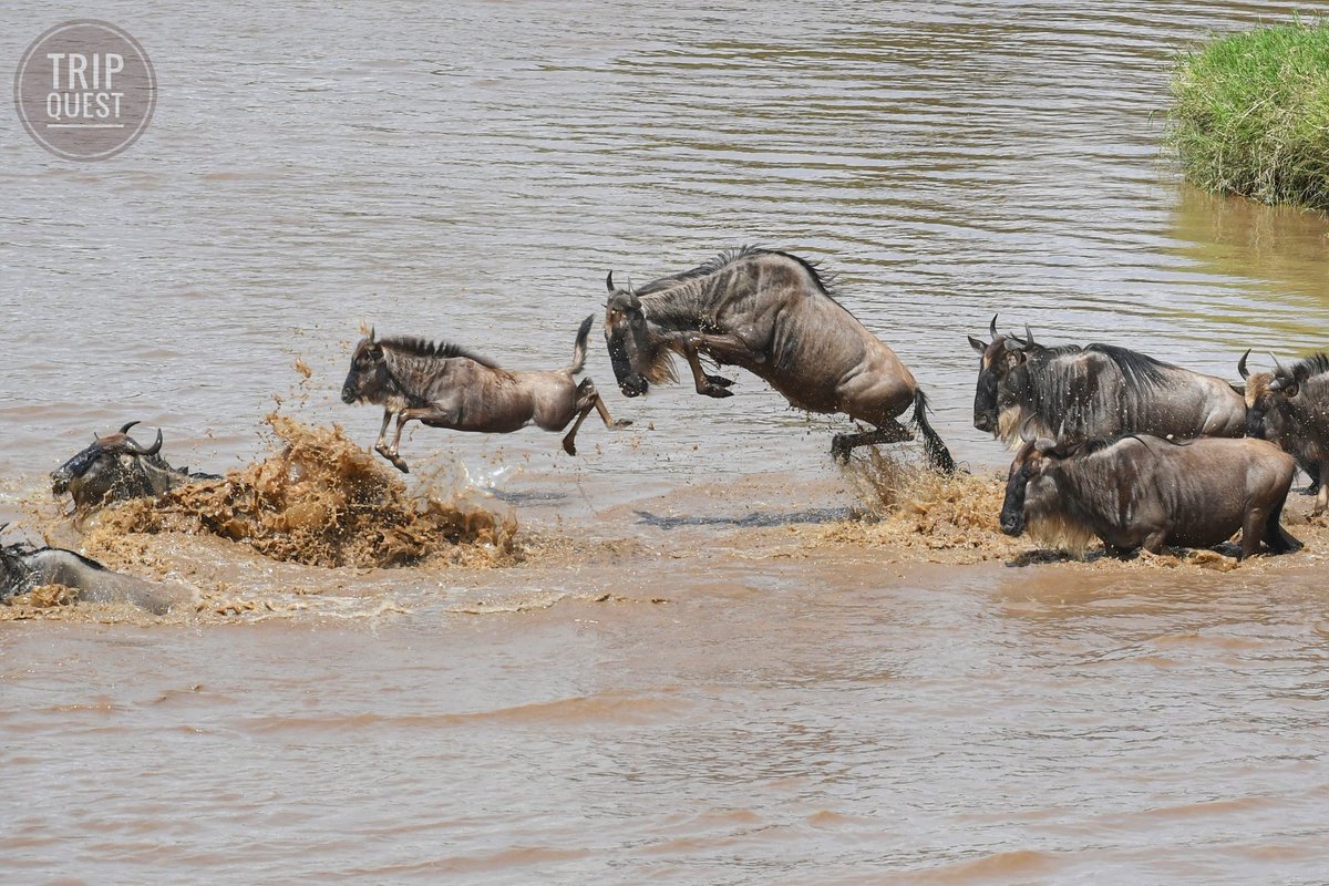 trip_quest's tweet photo. Run Run and Run. The Great Wildebeest Migration is here. 
#Kenya #Tanzania #MasaiMara #Serengeti https://t.co/DId9V5ljwK