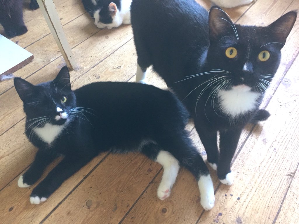 dobroeserdce_k's tweet image. Спасибо большое за возможность порадовать бывше-бездомных котиков ещё одним мешком корма на неделю! 
Котики счастливы! ❤️ А самое главное сыты!!! 🐾

Спасибо тем, кто неравнодушен за помощь и поддержку бабушкиных подопечных! 👏🏻

#помощьбездомнымживотным #друзейневыбирают