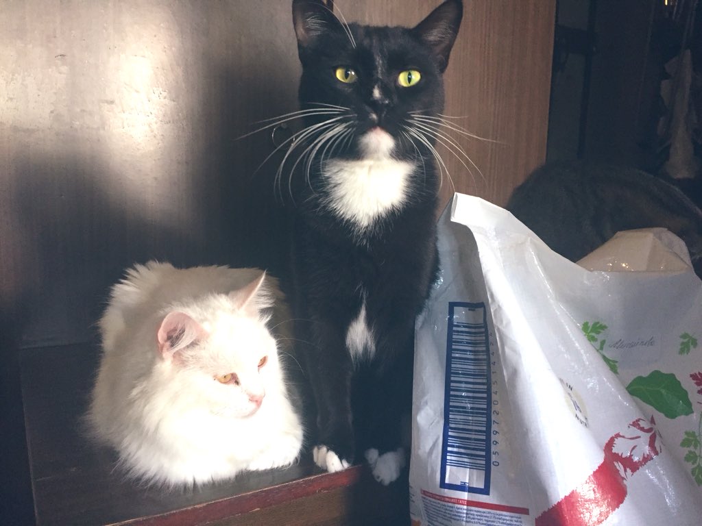 dobroeserdce_k's tweet image. Спасибо большое за возможность порадовать бывше-бездомных котиков ещё одним мешком корма на неделю! 
Котики счастливы! ❤️ А самое главное сыты!!! 🐾

Спасибо тем, кто неравнодушен за помощь и поддержку бабушкиных подопечных! 👏🏻

#помощьбездомнымживотным #друзейневыбирают