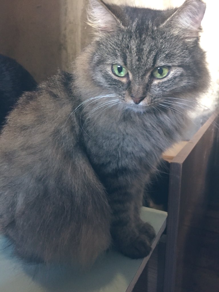 dobroeserdce_k's tweet image. Спасибо большое за возможность порадовать бывше-бездомных котиков ещё одним мешком корма на неделю! 
Котики счастливы! ❤️ А самое главное сыты!!! 🐾

Спасибо тем, кто неравнодушен за помощь и поддержку бабушкиных подопечных! 👏🏻

#помощьбездомнымживотным #друзейневыбирают