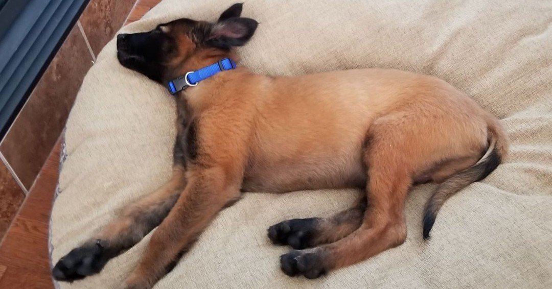 3STONESPROD's tweet photo. Here he is! The puppy to be featured alongside Ada and Ranger in our documentary. He still needs a name, but he is full of energy and cute as could be 😍 #searchdogs @STORYHIVE #bcsar #searchK9 #documentary #BCfilm #Kamloopsfilm https://t.co/RHcMY0STay