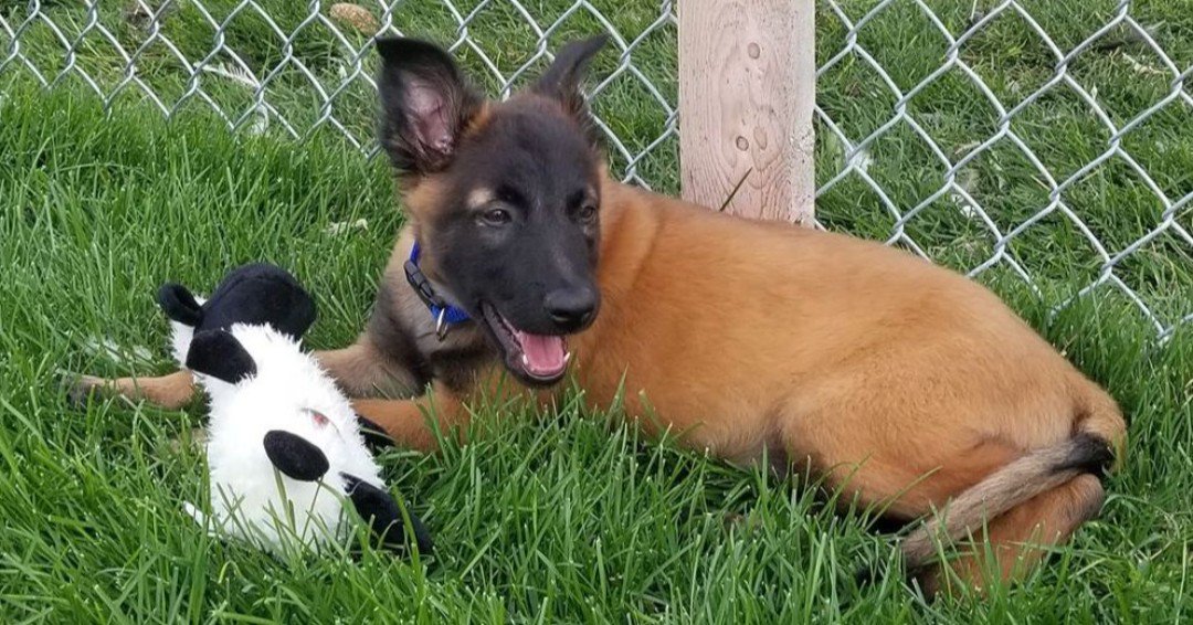 3STONESPROD's tweet photo. Here he is! The puppy to be featured alongside Ada and Ranger in our documentary. He still needs a name, but he is full of energy and cute as could be 😍 #searchdogs @STORYHIVE #bcsar #searchK9 #documentary #BCfilm #Kamloopsfilm https://t.co/RHcMY0STay