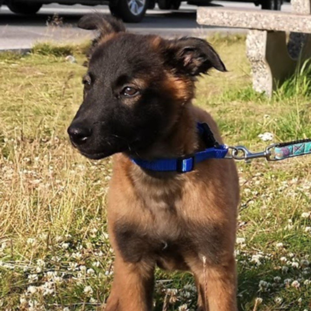 3STONESPROD's tweet photo. Here he is! The puppy to be featured alongside Ada and Ranger in our documentary. He still needs a name, but he is full of energy and cute as could be 😍 #searchdogs @STORYHIVE #bcsar #searchK9 #documentary #BCfilm #Kamloopsfilm https://t.co/RHcMY0STay