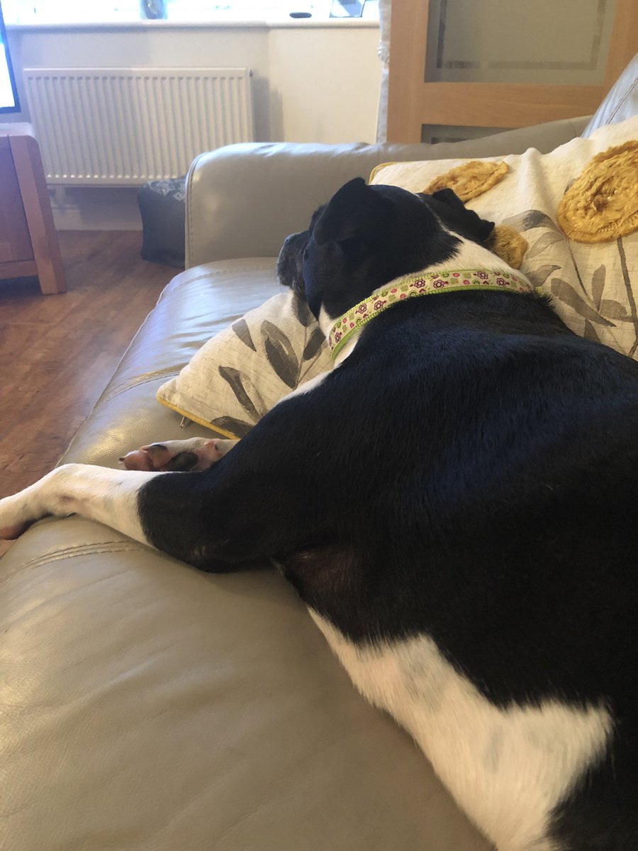 JaneBrause's tweet photo. Betty’s back home now from her hols. Still living the dream tonight though. Big day tomorrow; Betty’s 1 year gotcha day and biopsy day #keeppositive #cancersucks #AdoptDontShop #sofasleeper #Staffysnoozer https://t.co/Z9XT7Ao4kc
