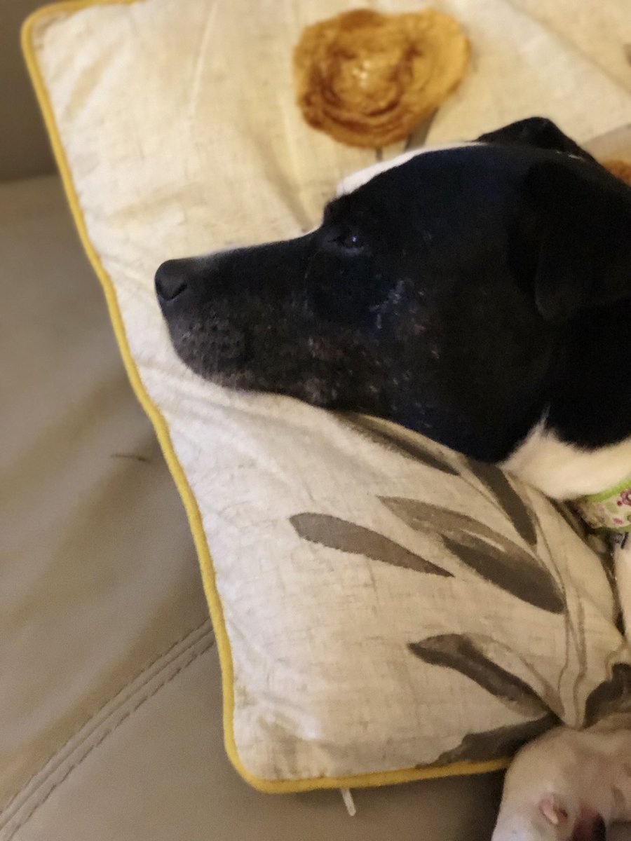 JaneBrause's tweet photo. Betty’s back home now from her hols. Still living the dream tonight though. Big day tomorrow; Betty’s 1 year gotcha day and biopsy day #keeppositive #cancersucks #AdoptDontShop #sofasleeper #Staffysnoozer https://t.co/Z9XT7Ao4kc