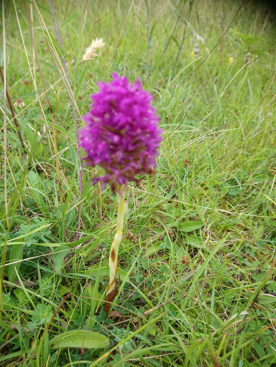 FriendsMerlinWD's tweet photo. Last of the #Pyramidalorchids out #merinwoods meadows #galway it's now the turn of the knap weed.. https://t.co/aVCd5tkSjM