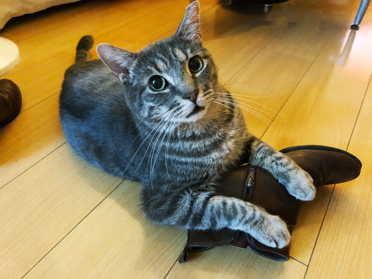 HephNeedsAHome's tweet photo. U say this your shoe? Too bad, my shoe now. Can I have in my size pls? 👞
My name is Hephaestus and I am a #RescueCat in #LA. Will you #AdoptMe? 😺
#CatsOfTwitter #SundayFunday #Cats #CatBoxSunday #Meow #Cat #LosAngeles #CatFashion https://t.co/kOAPOsffas