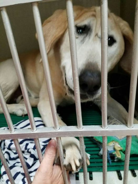 good37405813's tweet photo. Pequeña y  linda Historia...... Nadie lo quería, nació con una Malformación Congénita, y todos sus hermanos fueron adoptados, menos el.
Lo dejaron en un Refugio solito y triste, Hasta que apareció esta Señora, y se lo llevo a su Casa!  GENIA ! 🥰 https://t.co/Go9I6QoAQr
