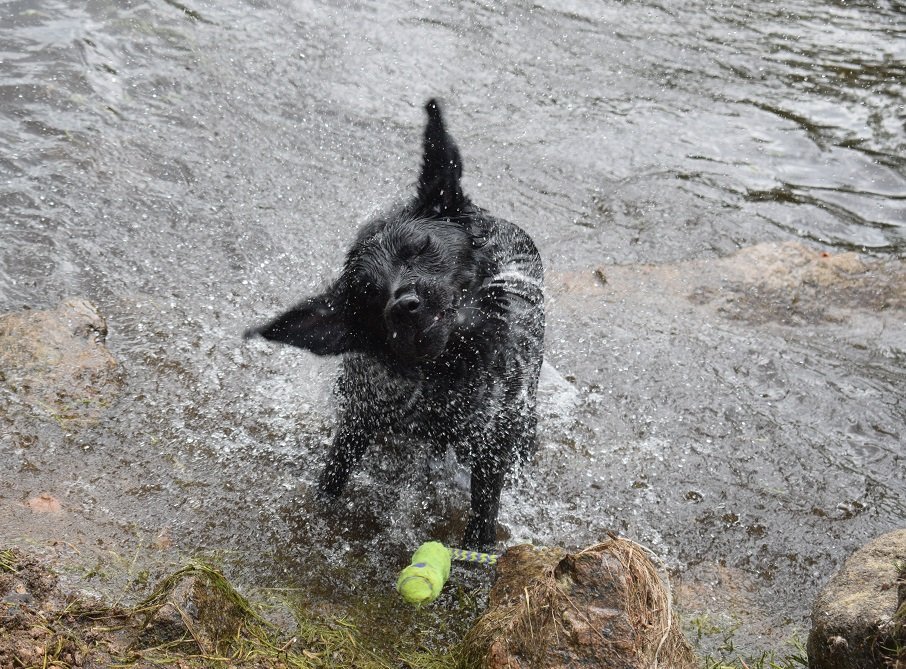 lindylol's tweet photo. Last one for today is of Luna shaking it off in Fernworthy Reservoir #Dartmoor https://t.co/CzlkejYpNa