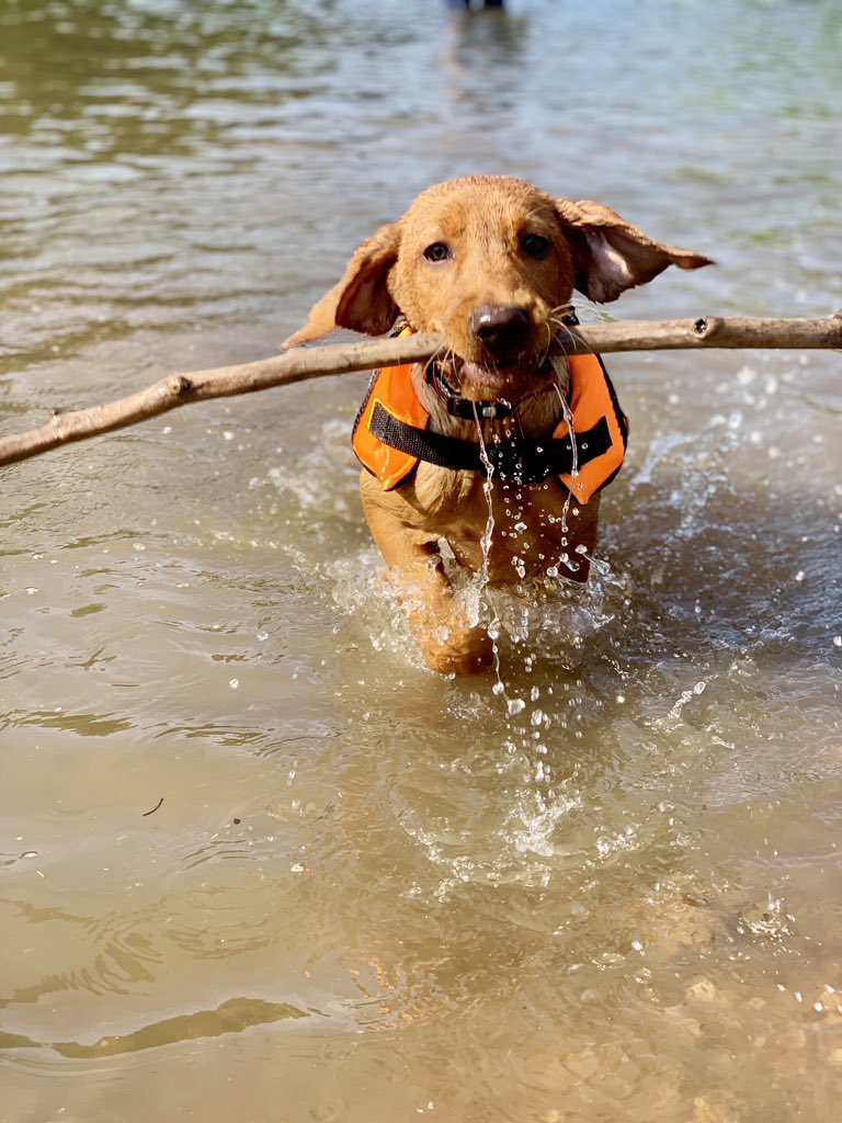 lake weekend with the pups! 🐾