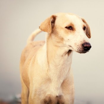 iam_krishnan's tweet photo. Will this pic of an indian dog go viral on Twitter like the egg in Instagram.
#animals #DogsofTwittter #Dogs
#Viral #dotcomlife
https://t.co/wFQocMJ9ou https://t.co/wg4TKy1byu