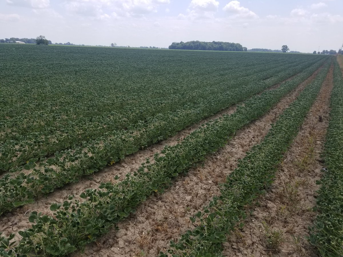 Steve Smith tweet media