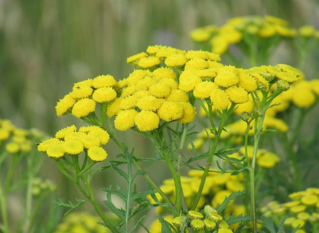 MariaHeukers's tweet photo. Canadese guldenroede, koninginnekruid, reuzenbalsemien en boerenwormkruid #drentscheaa #guldenroede #leverkruid #springbalsemien #boerenwormkruid
#wildflowerhourNL https://t.co/SG4Ga1u3Mc