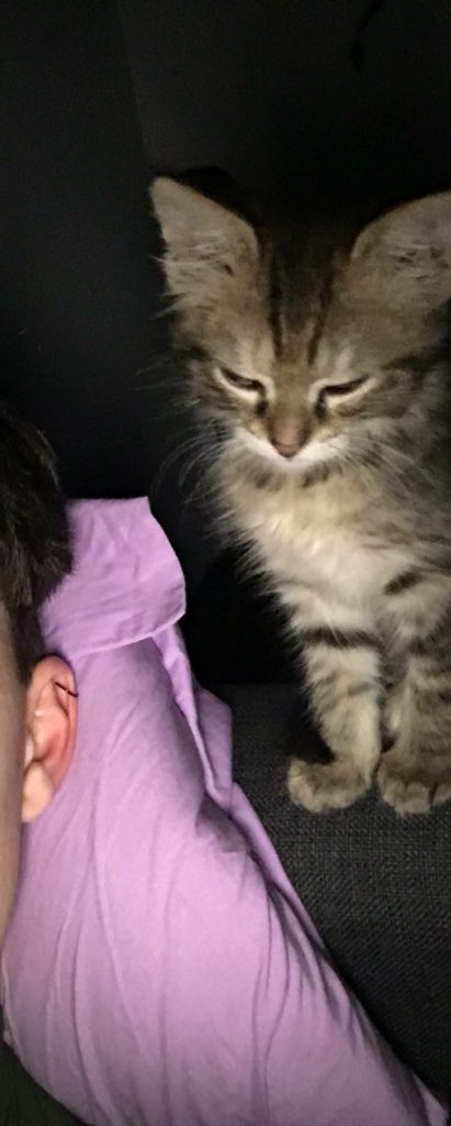 _benz_44's tweet photo. @CatLoversMexico https://t.co/SiU9zWNbub