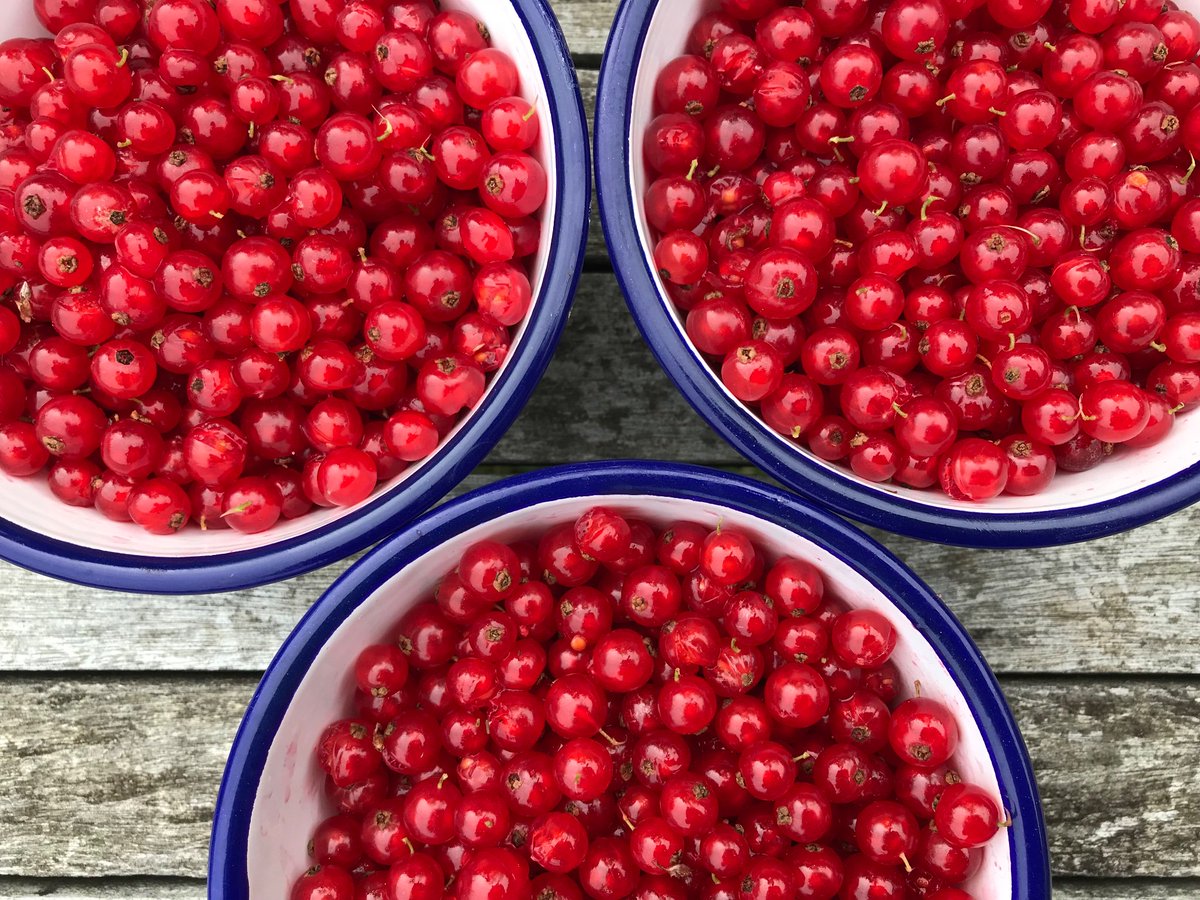 Ellie Tennant (@ellie_tennant) on Twitter photo The redcurrant bushes are draped with beautiful berries gleaming and glossy like rubies... The redcurrant bushes are draped with beautiful berries gleaming and glossy like rubies...