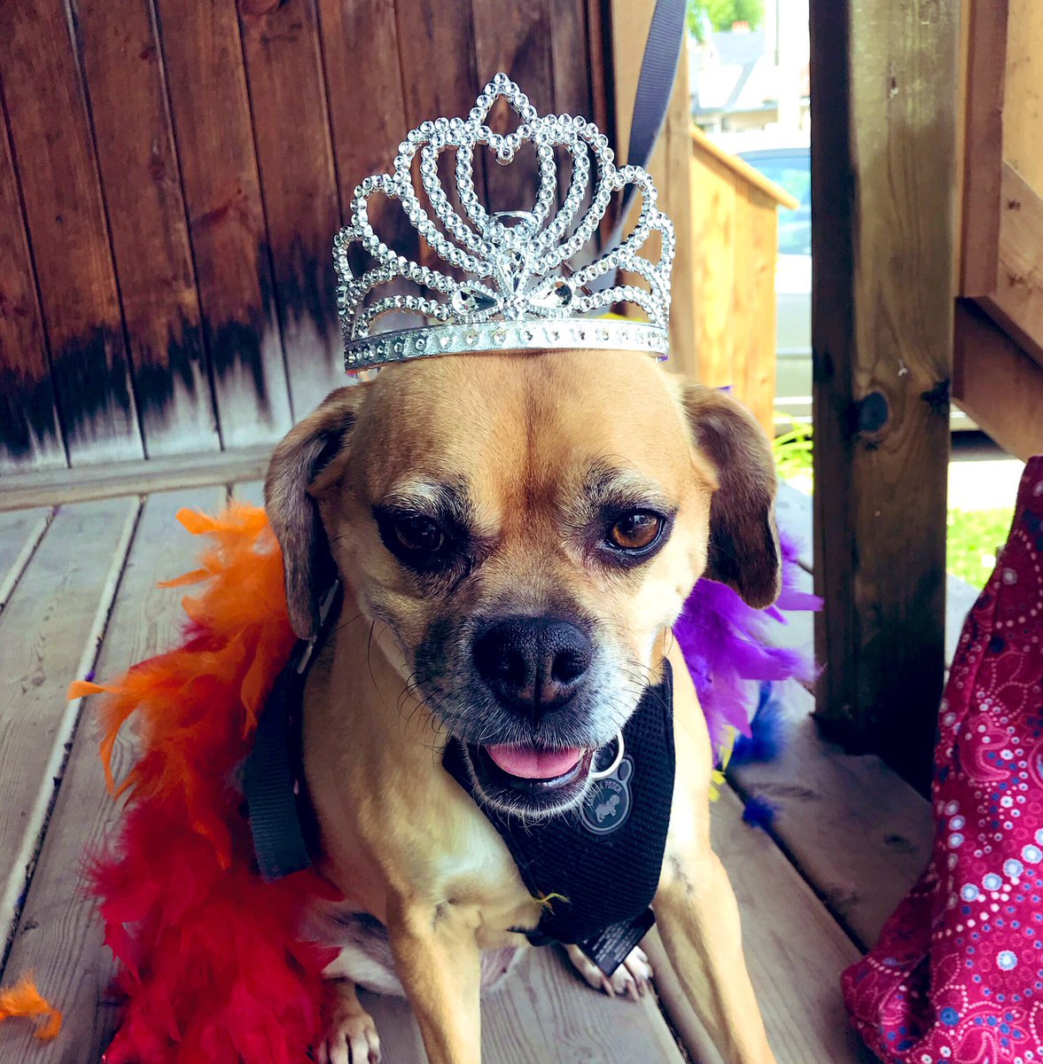 debrafranke7's tweet photo. She only wore it for the photo, but Iβm pretty sure she was proud. I know I was. Happy Pride London! And thanks for having us @londonlibrary. #HappyPride2019 #PrideLdn19 #Pride #dogsoftwitter #dogswithpride #pridelondon2019 https://t.co/Fj4WlcT9Ih