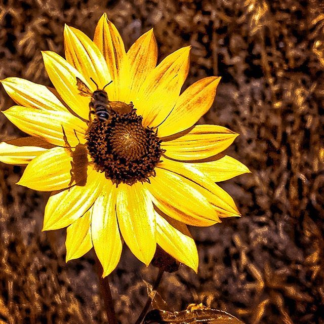 paulpedroza's tweet image. Sunday Vibes #flowers #beelife #coloradotrails #719#lamppost2k.com