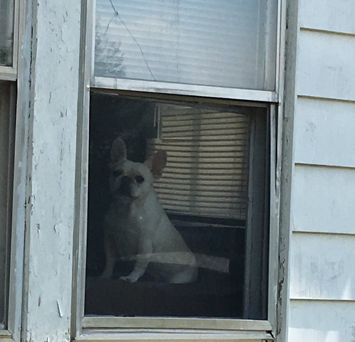 ClaireGoldberg's tweet photo. #dogsofdoorknocking is my second favorite thing about canvassing (after talking to Kamala supporters ofc). thanks to all the pups who are committed to caucusing for @KamalaHarris ! #ForThePeople #ForThePuppers #IACaucus https://t.co/qs3SjoQ0Uo