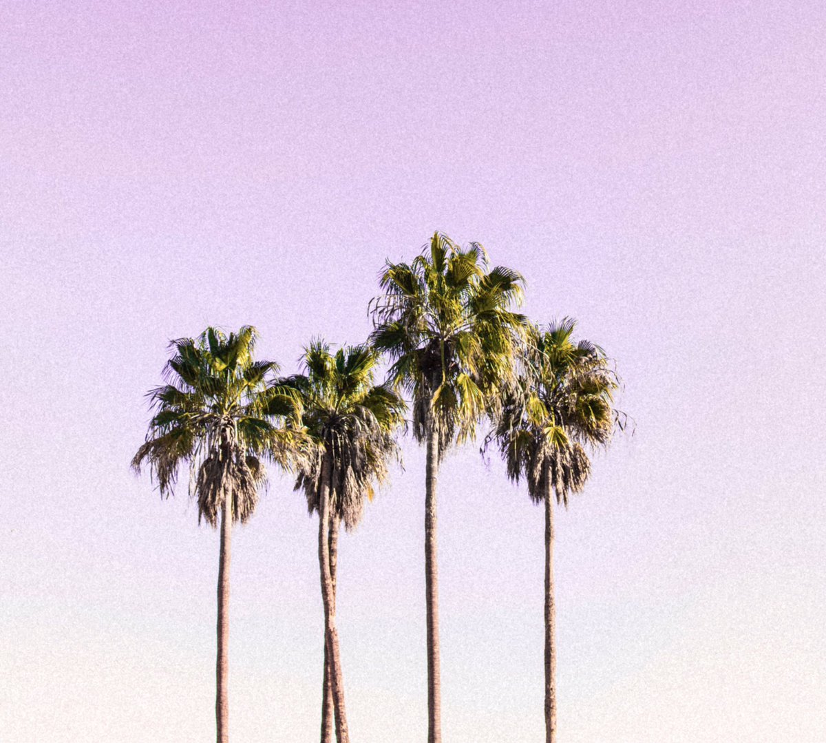 hbsummerseries's tweet photo. Our favorite summertime view. 🌴
.
.
#HermosaBeach #HermosaSummerSeries 
#HermosaBeachPier #HermosaCA https://t.co/RavNrbL3kv