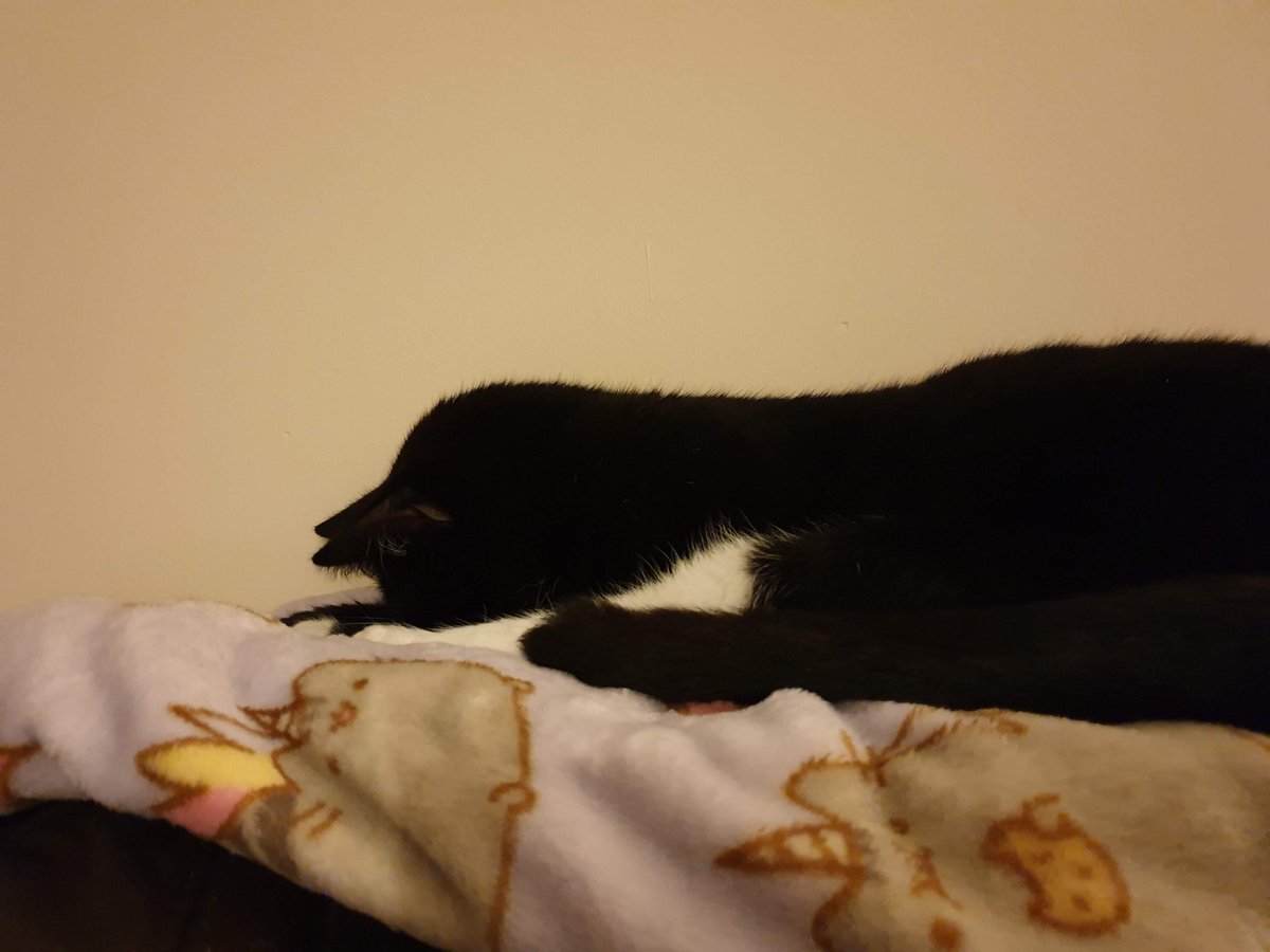 AwGeorgeCat's tweet photo. It's been a busy weekend...
#cats #CatsOfTwitter #cat #sleepycat #tuxie #tuxiegang #tuxiesrule https://t.co/IWRZLJWsW0