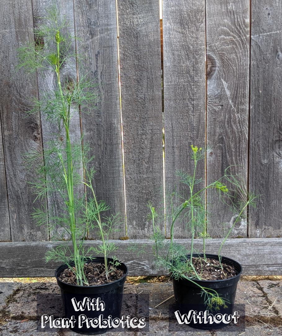 MicraCulture's tweet photo. Our dill is loving Plant Probiotics (left) while the untreated dill is looking sad. #fueledbysoilmicrobes #PlantProbiotics #MicraCulture #forhappysoilandplants https://t.co/j2gEf90kA0