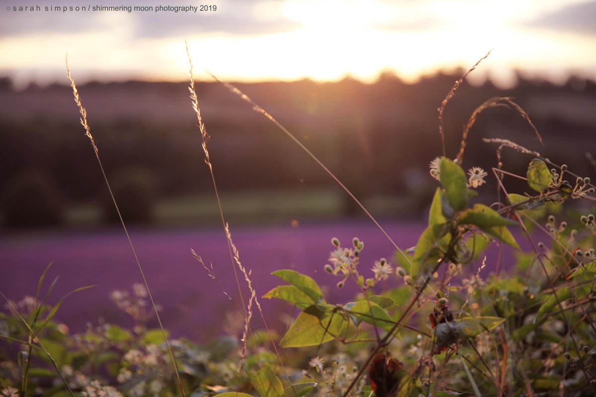 shimmeringmoon_'s tweet photo. Sunset this evening over the lavender fields... #darenthvalley #castlefarm @TheHopShop #kentcountryside #lavenderfields #lavenderseason #purplefields #sunset https://t.co/EKVFkM65Tk