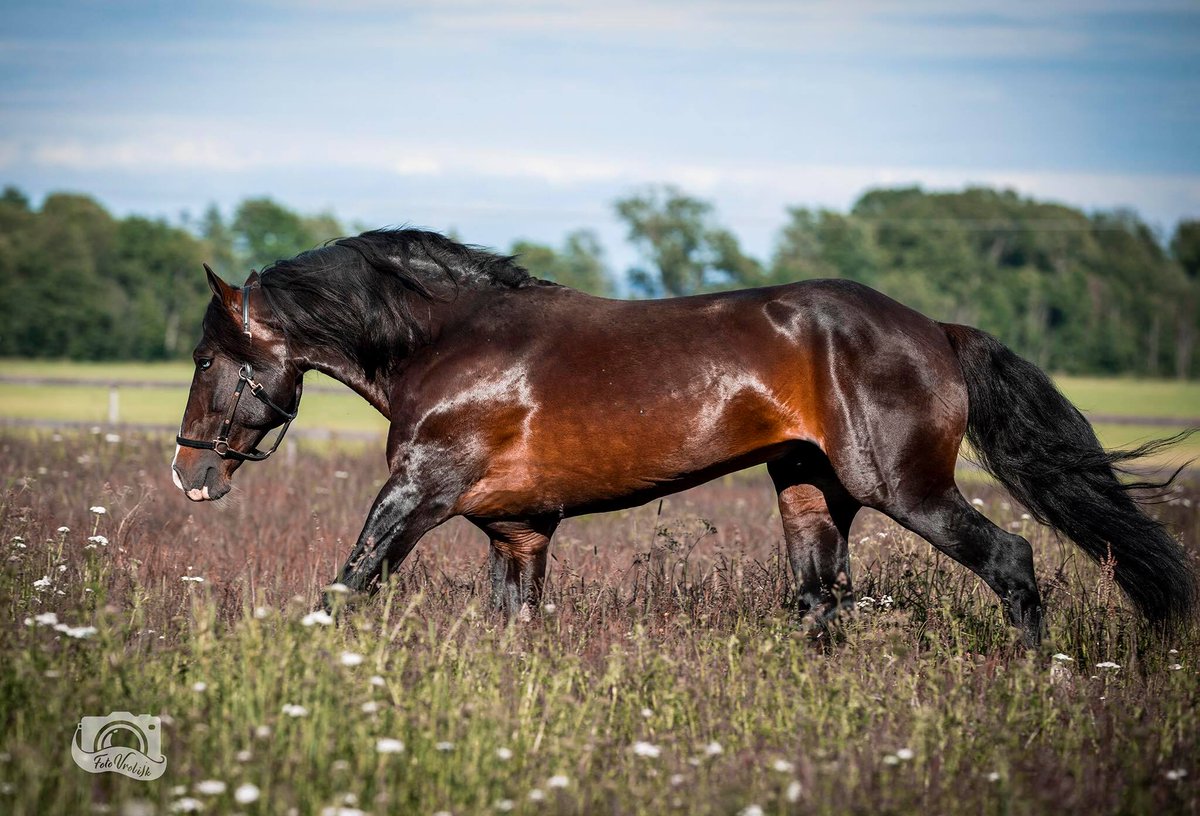 Roli Eld skal ut i avl til neste år!

Vil dere ha hest med skalle som få, hjerte av gull, enorm lungekapasitet og ikkje minst ei super spennende morstamme som gjør IAK svært lav, da er Roli Eld hingsten å velge! 

Ved interesse ring/meld på 95121635.