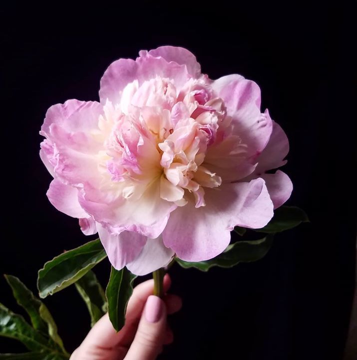 AKpeony's tweet photo. This two-toned #peony is called a #RaspberrySunday. It seemed the appropriate variety to post on a Sunday.
More boxes of #AlaskaPeonies shipping out Monday, but not for much longer. Get your orders in while you can! https://t.co/zJgDjaArDV