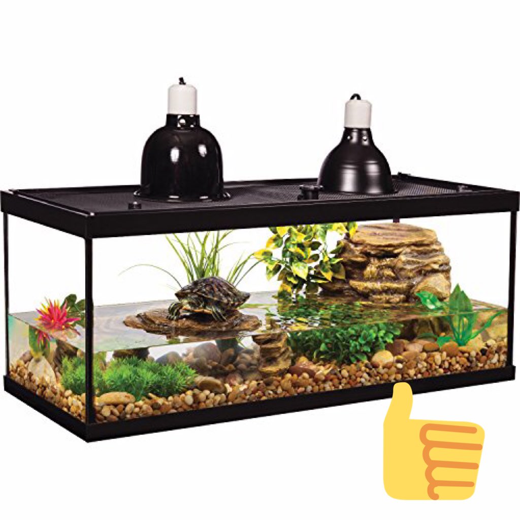 Open Paws Sur Twitter ١ السلاحف البرمائية Red Eared Sliders محلات كثير يعاملونها معاملة العلك تلقاهى درزن بعلبة بلاستيك عند الكاشير بدون أدنى مقومات الحياة اللي يحتاجونها حوض عميق ووسيع إضاءة