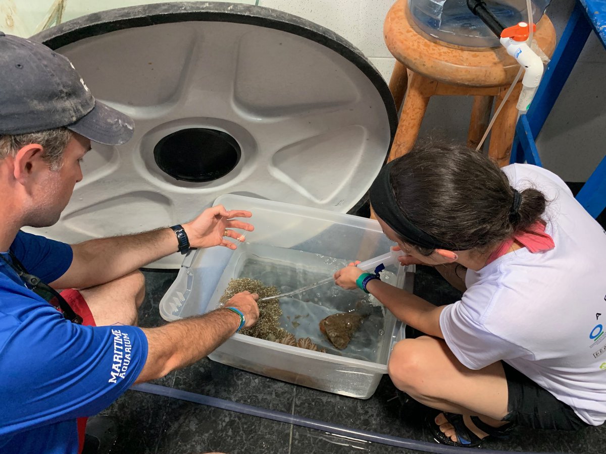 DMHudsonPhD's tweet photo. We have #planula for #Cassiopea #jellyfish ! Awesome to work with amazing #womeninscience Rachel Stein & @pelecypod_chats to move this collaboration forward at @MaritimeAqua & @AcuarioRodadero
#Colombia #science #conservation @ConnCollege https://t.co/2lE6E7msHy