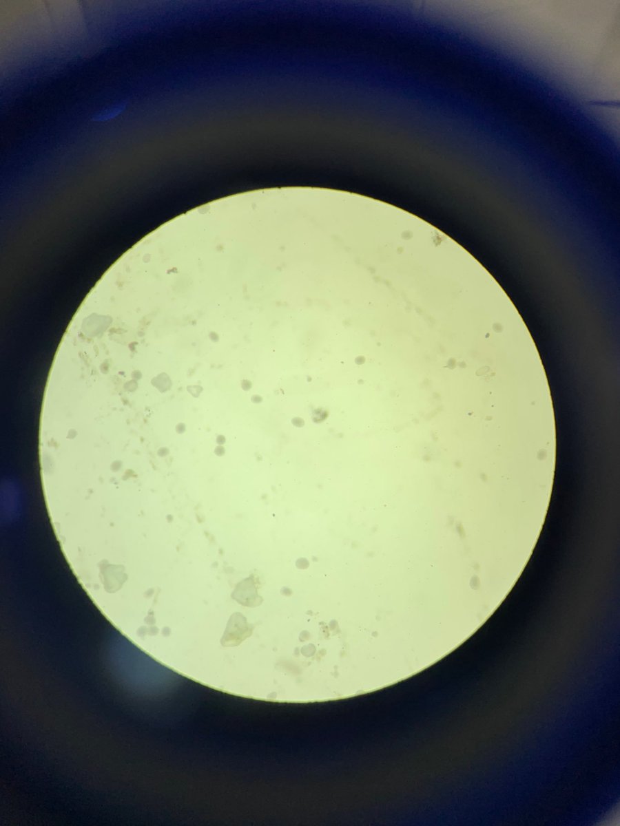 DMHudsonPhD's tweet photo. We have #planula for #Cassiopea #jellyfish ! Awesome to work with amazing #womeninscience Rachel Stein & @pelecypod_chats to move this collaboration forward at @MaritimeAqua & @AcuarioRodadero
#Colombia #science #conservation @ConnCollege https://t.co/2lE6E7msHy